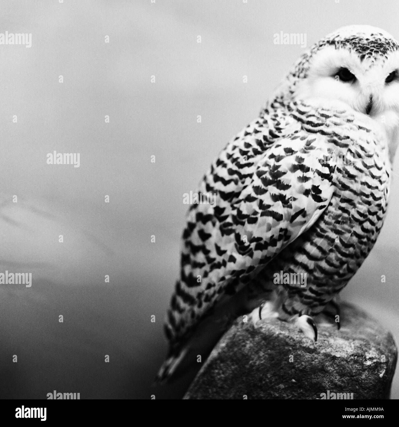 Stuffed owl Stock Photo