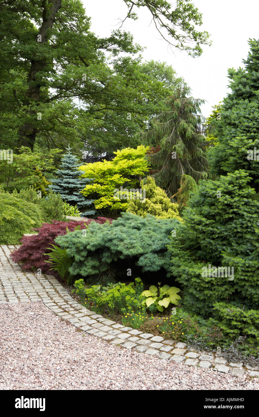 various conifers in garden Stock Photo