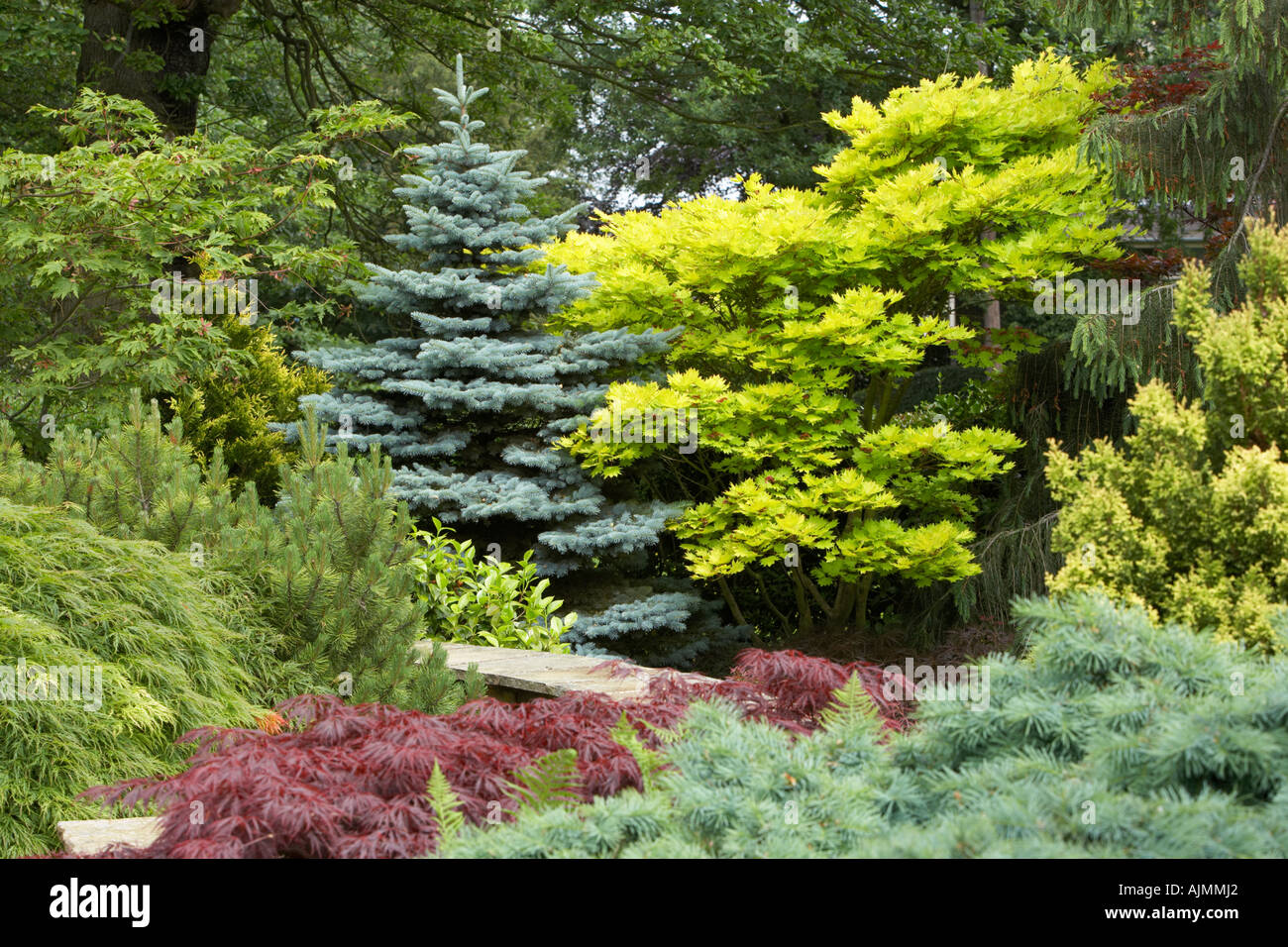 Conifers in the garden Stock Photo