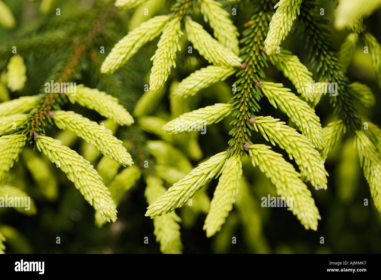 Pine Picea orientalis aurea with new growth and young red cone Stock Photo