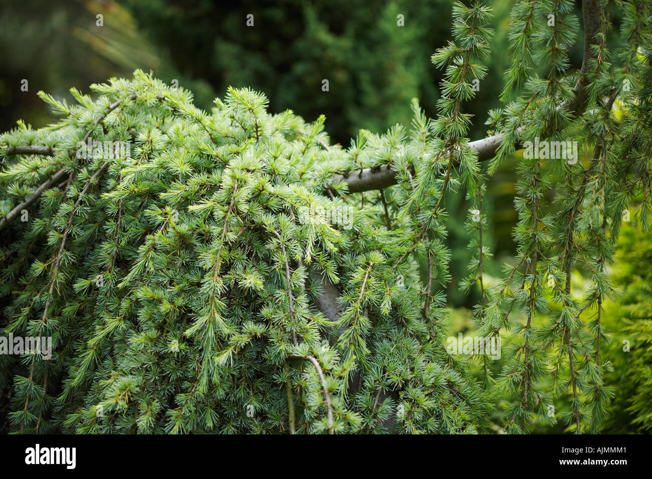 rare conifer Cedrus atlantica glauca pendula Stock Photo