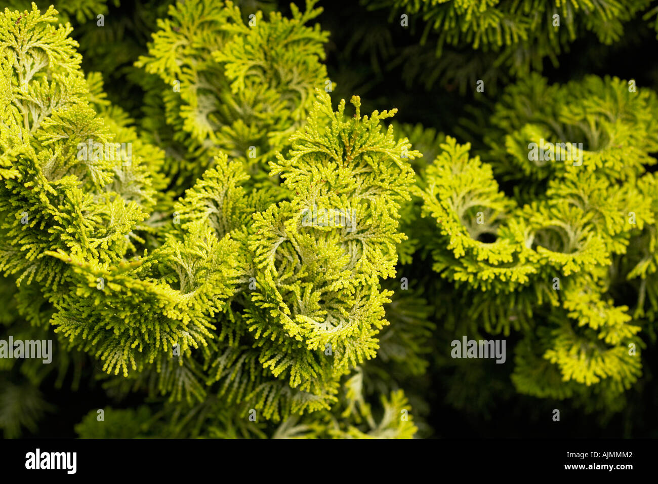 Chamaecyparis obtusa conifer Stock Photo