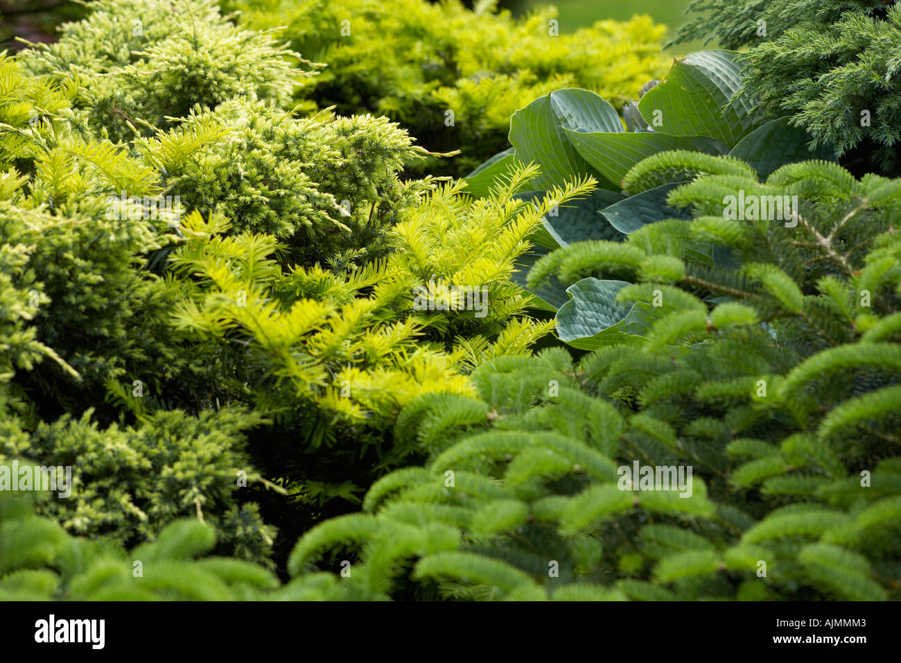 various conifers with hosta Stock Photo