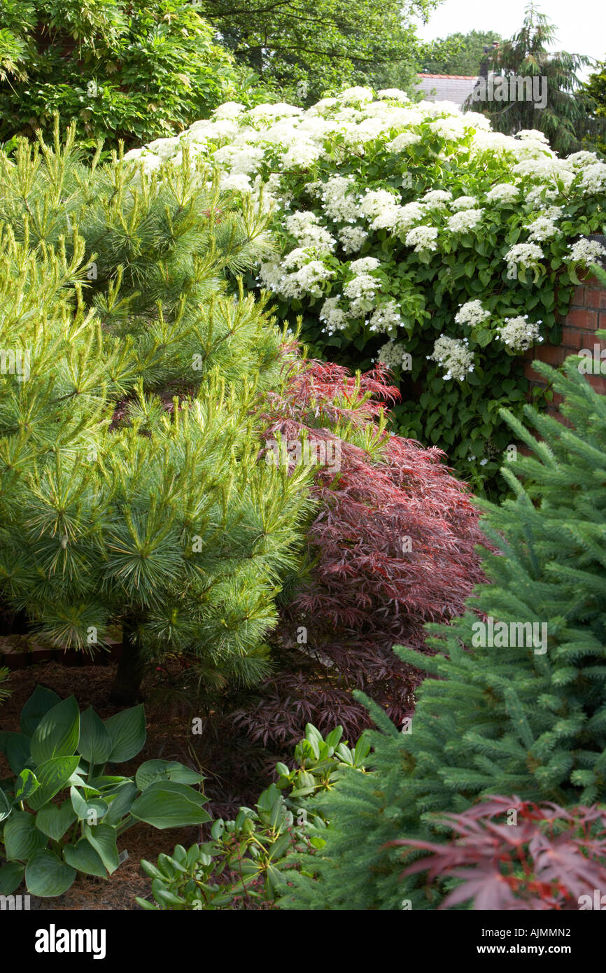 conifers and Hydrangea at Cypress House Dalton Stock Photo