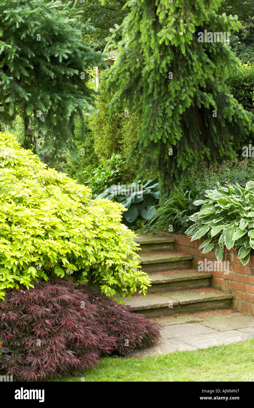 various acers and conifers at Cypress House Dalton Stock Photo