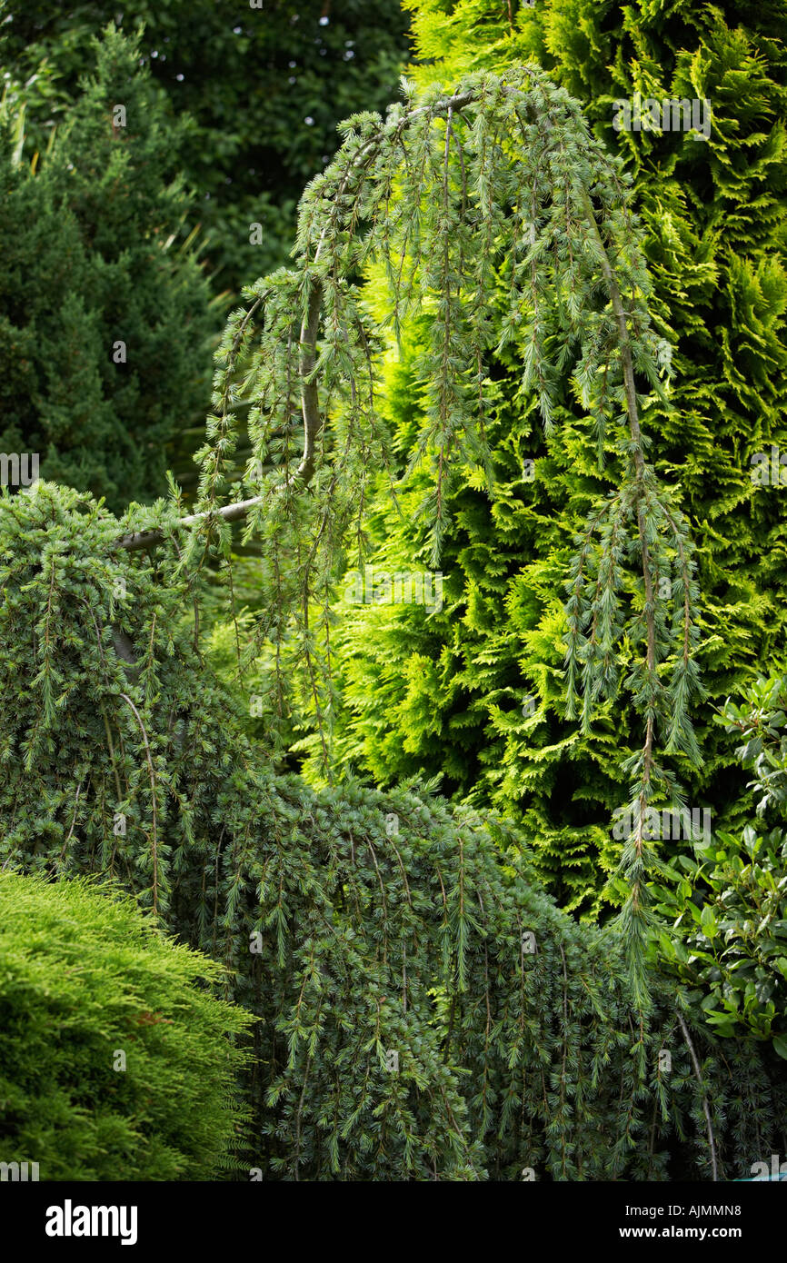 various conifers in garden at Cypress House Dalton Stock Photo