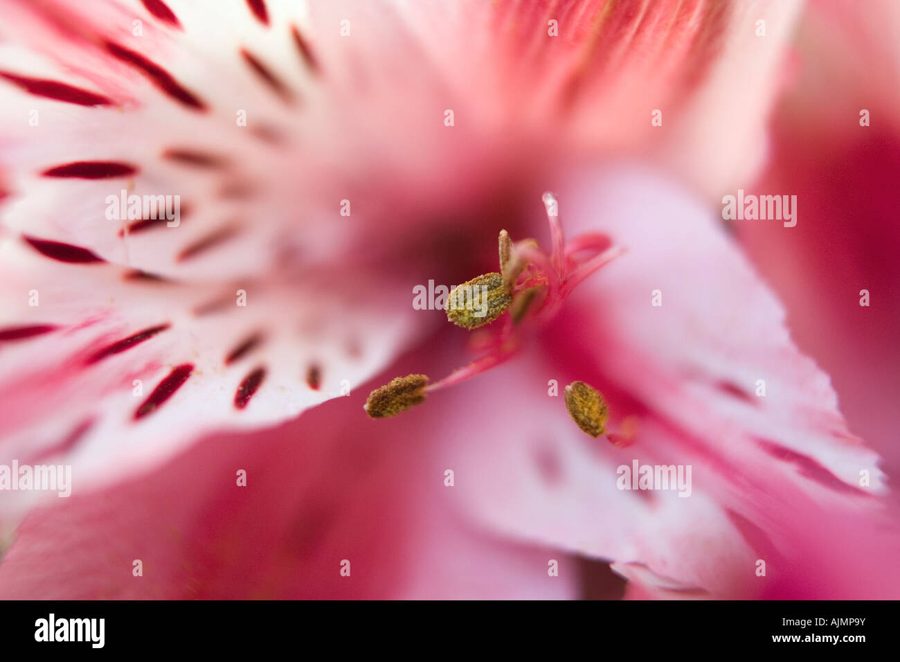 Macrophotogray of flowers San Cristobal de las Casas market Chiapas province Mexico Stock Photo