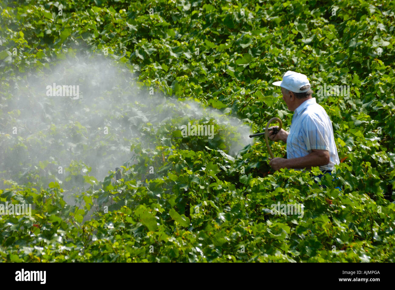 Pesticide spraying rose hires stock photography and images Alamy