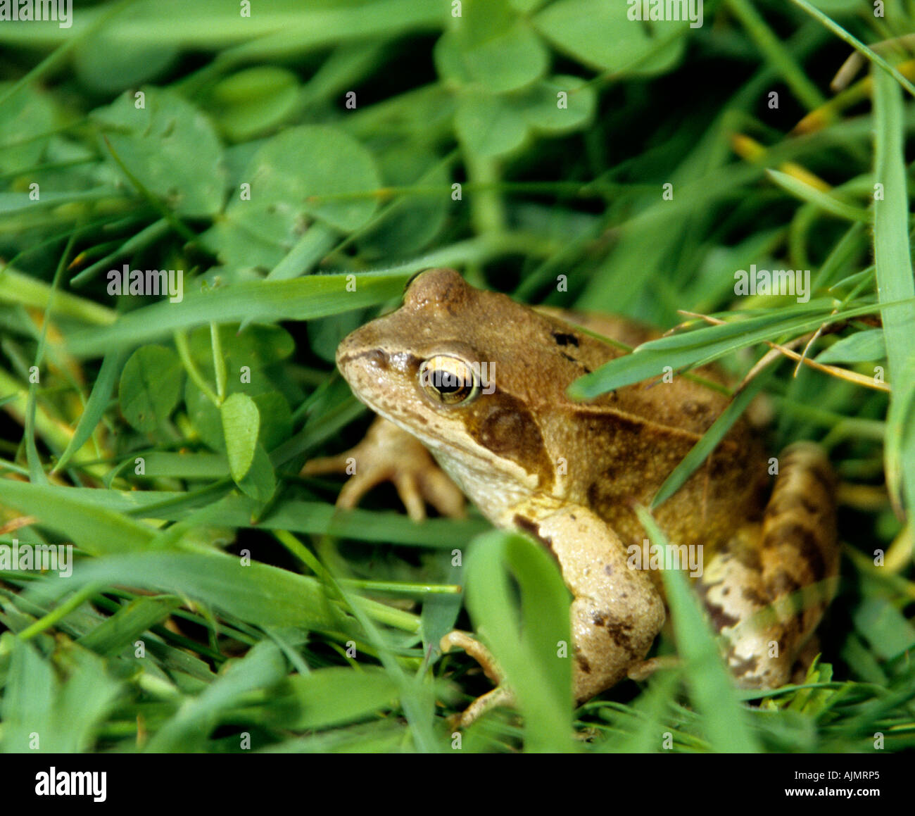 A common frog sitting quietly on an English spring morning Stock Photo