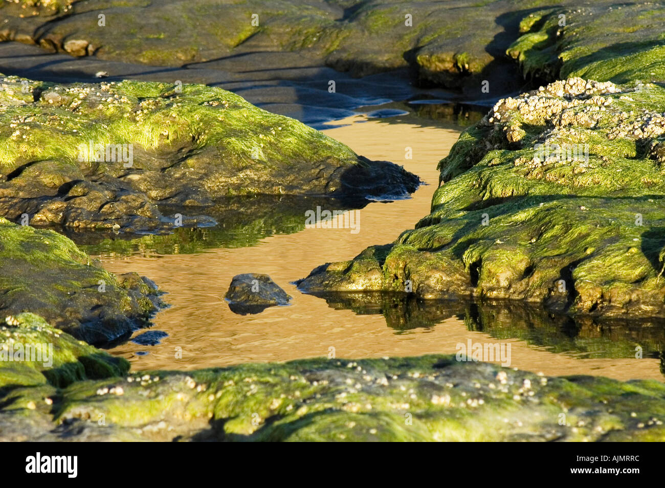 Tide pools on the beach near Puerto Pyramidez Peninsula Valdez