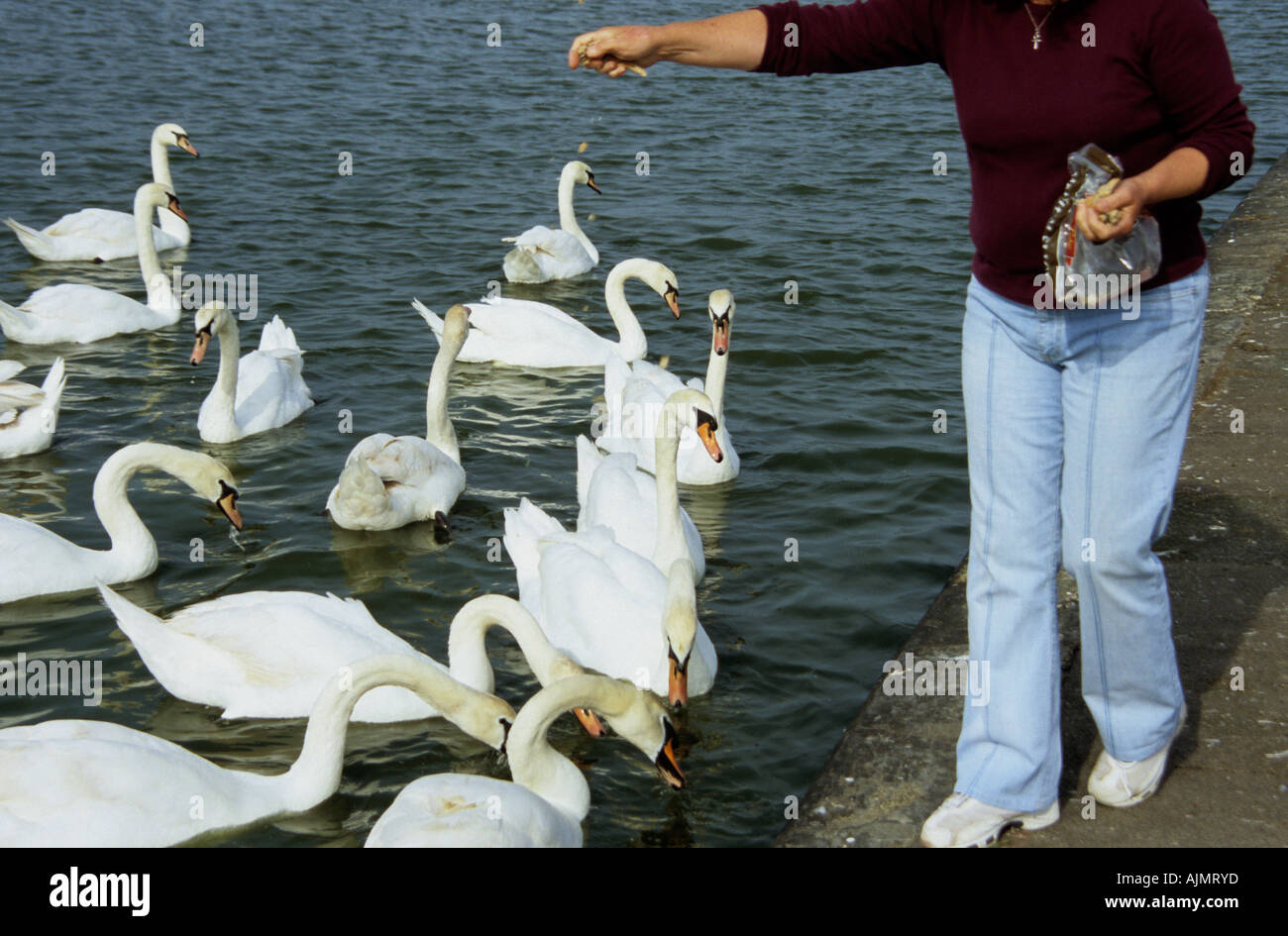 Female hand feeding mute swans at local pond in spring with bread Stock Photo