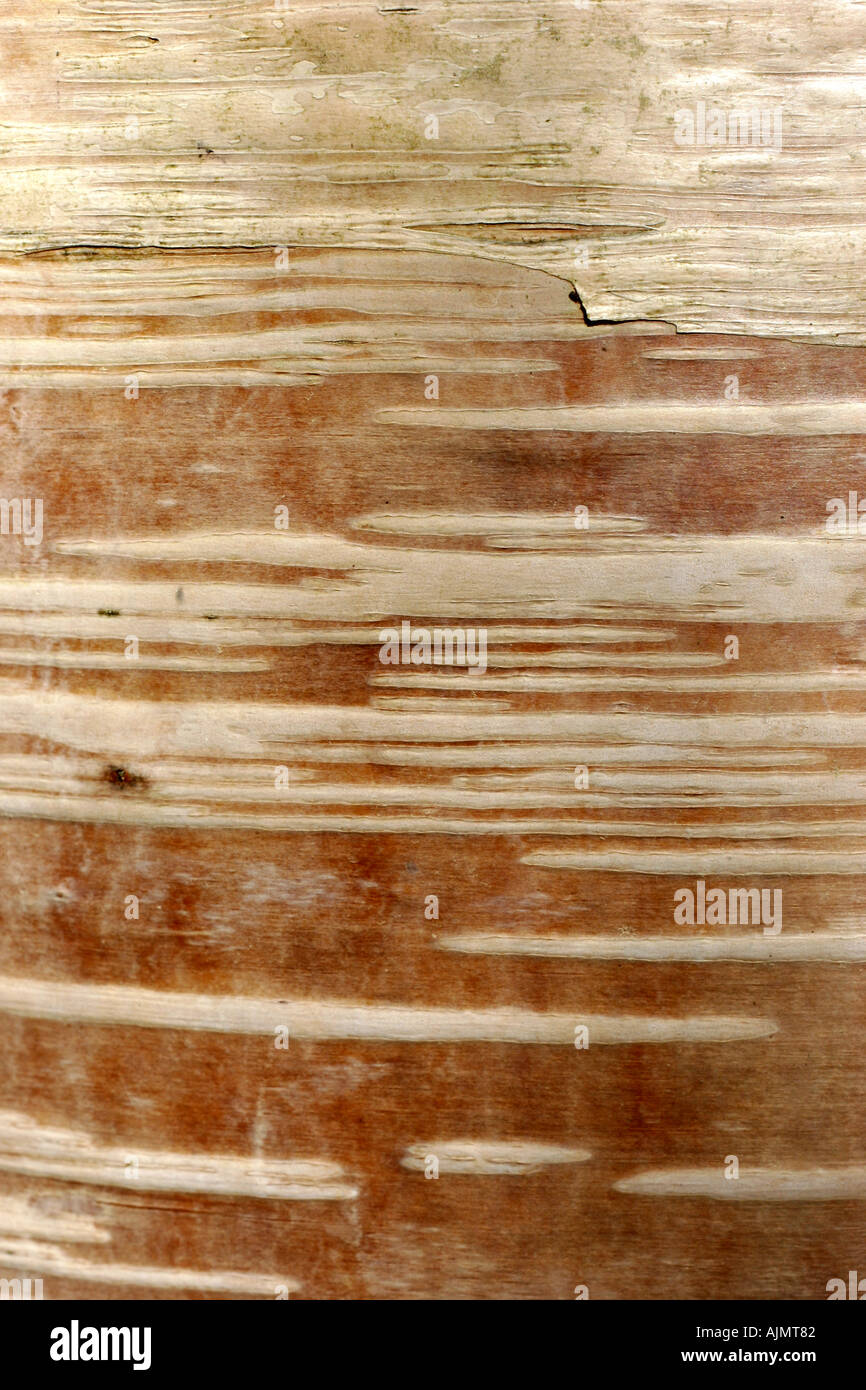 Poplar bark Stock Photo