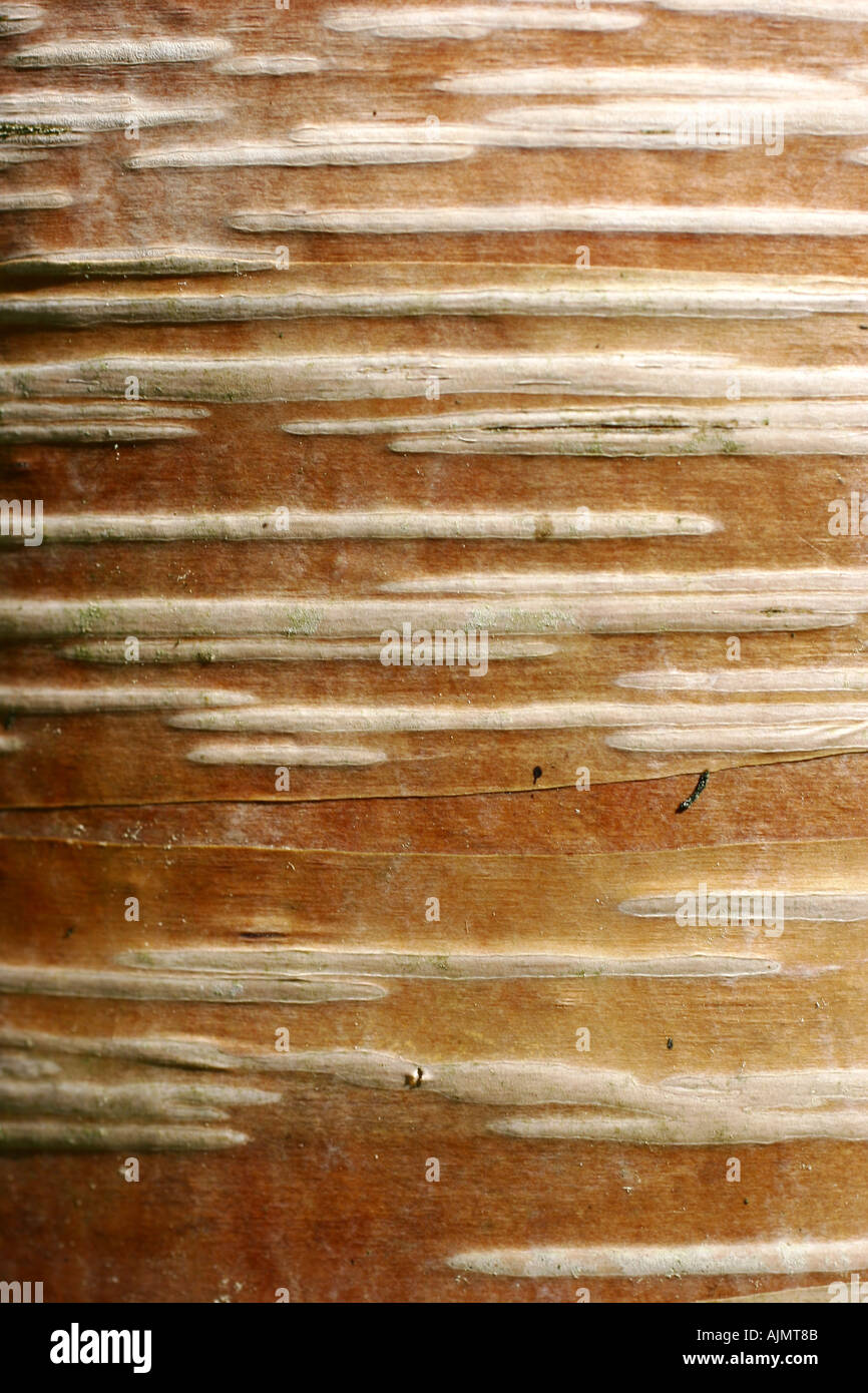Poplar bark Stock Photo