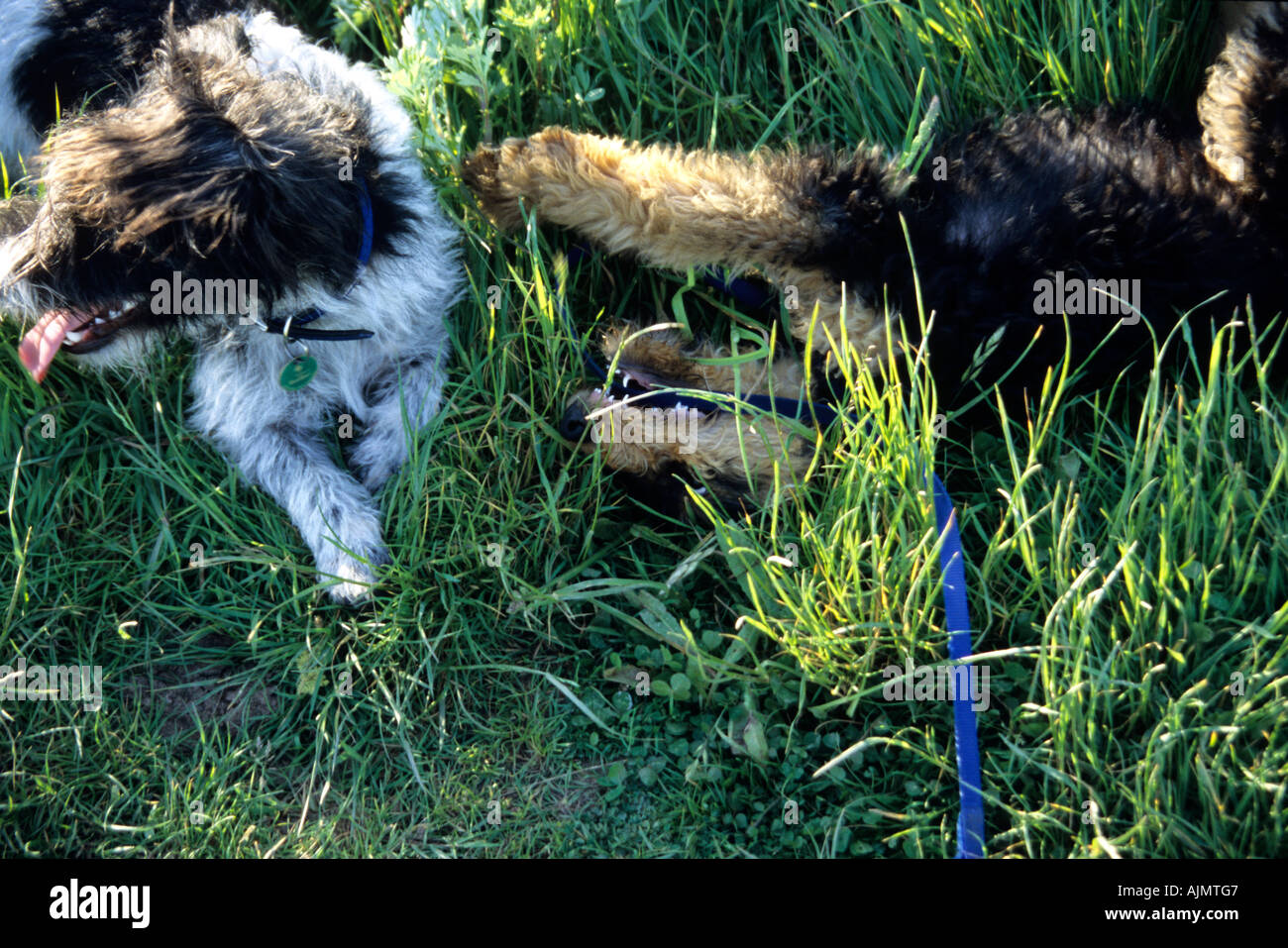 two young dogs playing in the grass Stock Photo - Alamy