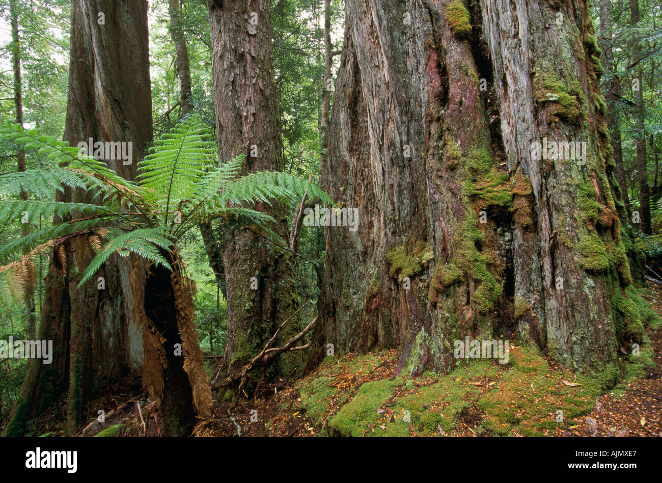 400 year old Eucalyptus regnans, Styx Valley, Tasmania, Australia, Stock Photo