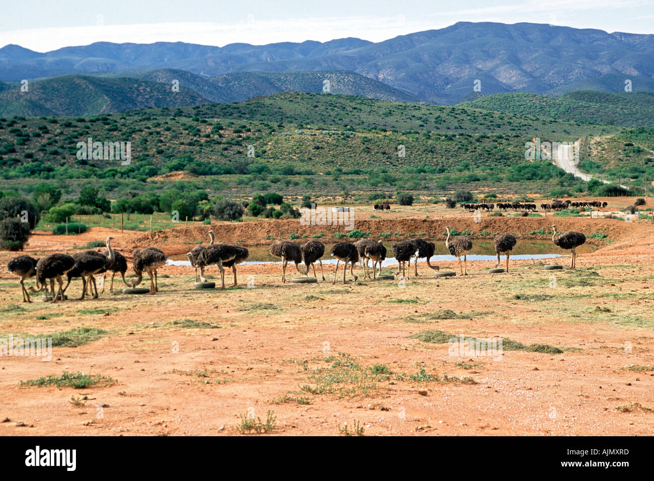 An ostrich farm near Oudtshoorn in South Africa's Western Cape Province