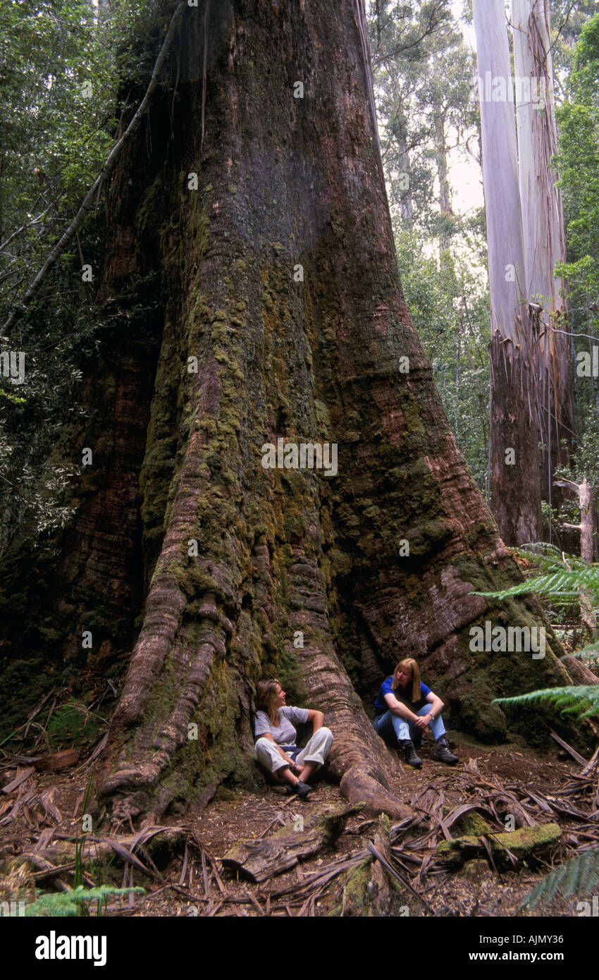 Old growth forest, Styx Valley, Tasmania, Australia Stock Photo