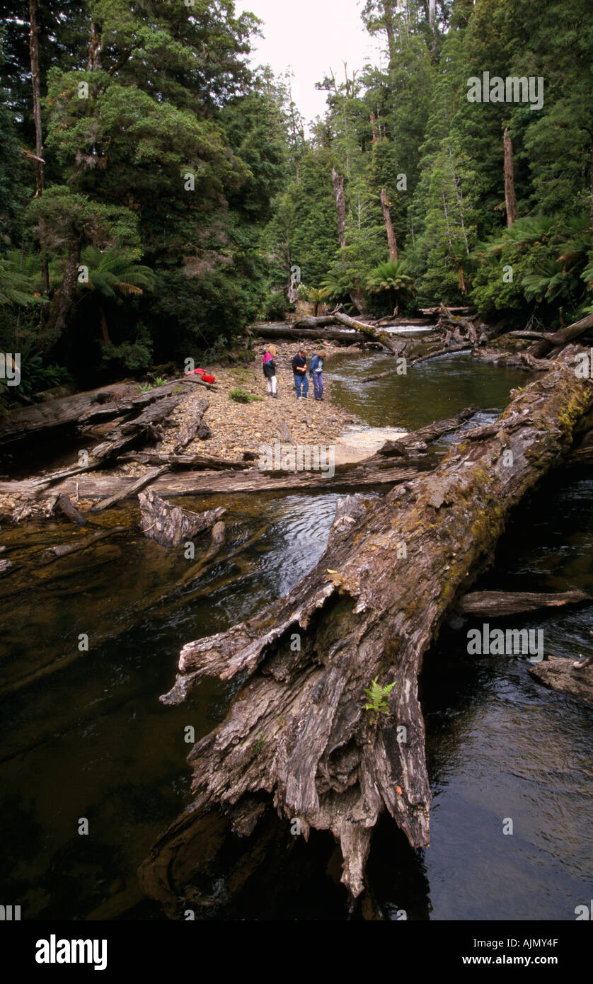 Temperate rainforest, Styx River, Tasmania, Australia Stock Photo Alamy