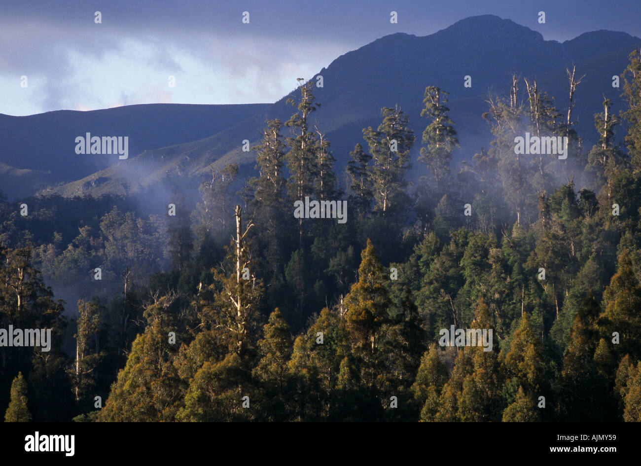 Eucalyptus regnans are the tallest known hardwood trees in the world