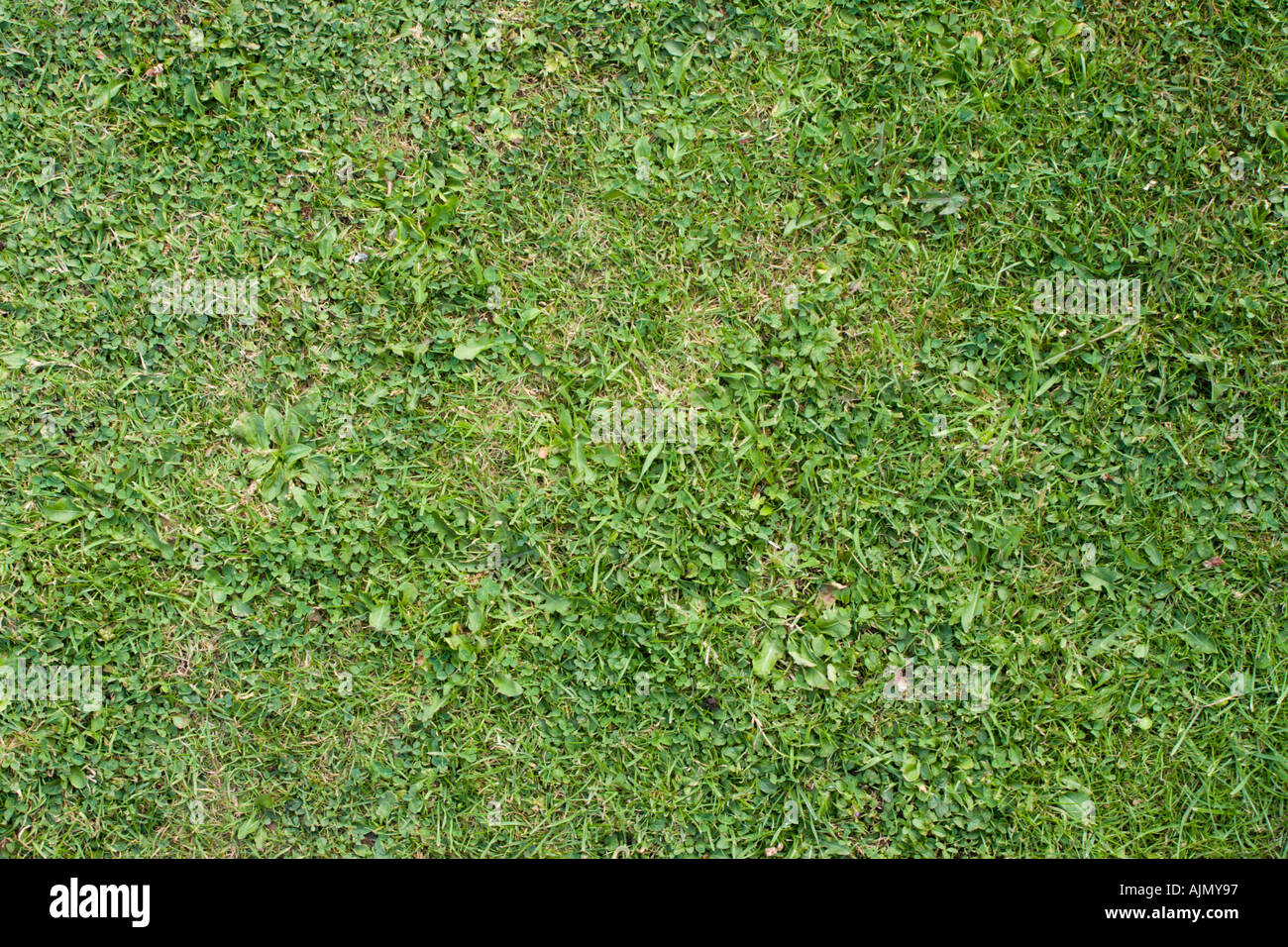 closeup colour image off a birds eye view off green grass Stock Photo