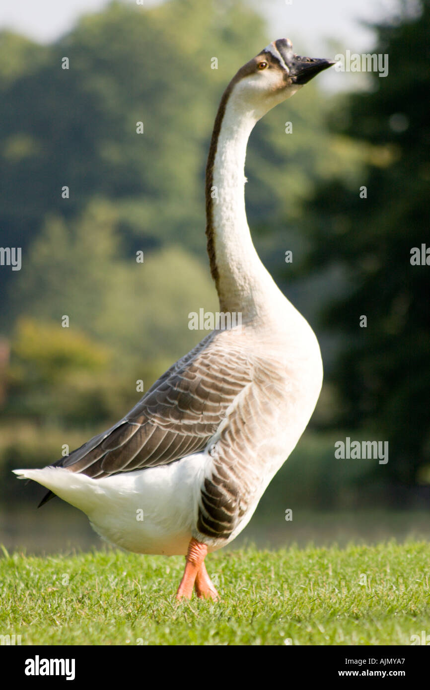 Suburban goose hi-res stock photography and images - Alamy