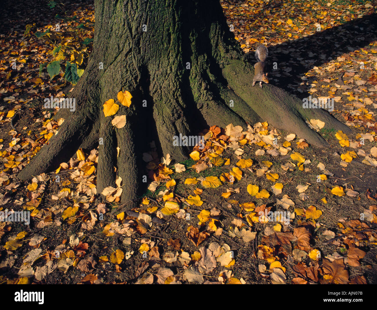 Grey squirrel Sciurus carolinensis out and about adding to his winter store of nuts Stock Photo