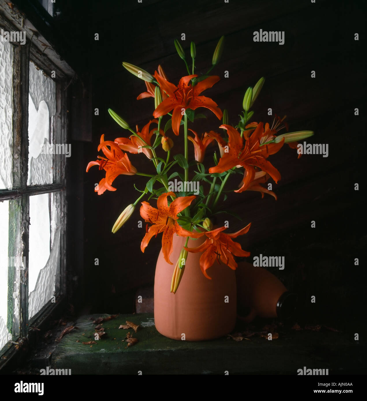 tiger lily asian amateur