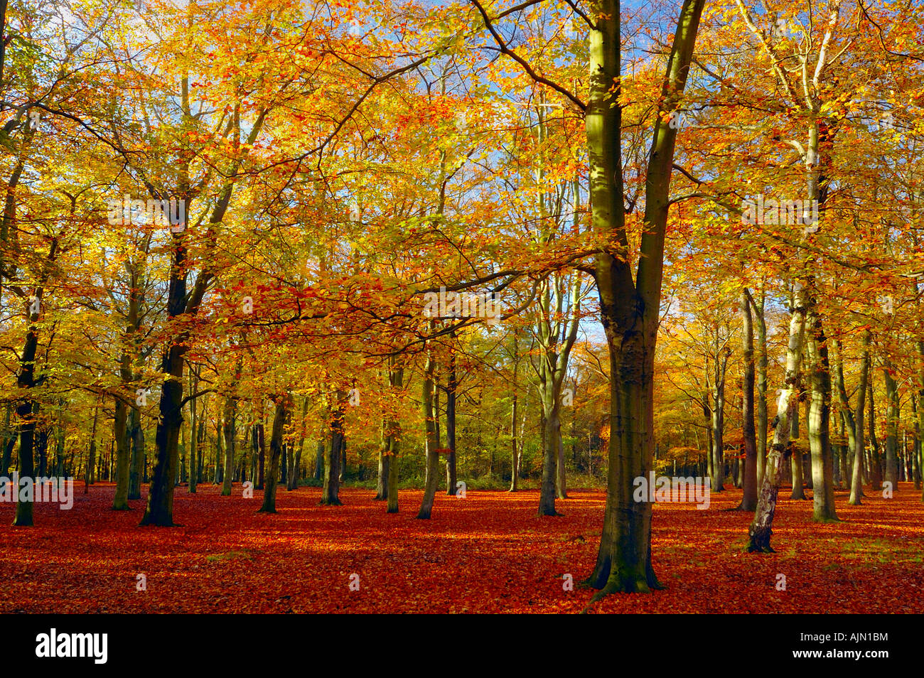 belvede forest north kent  autumn colours england uk Stock Photo