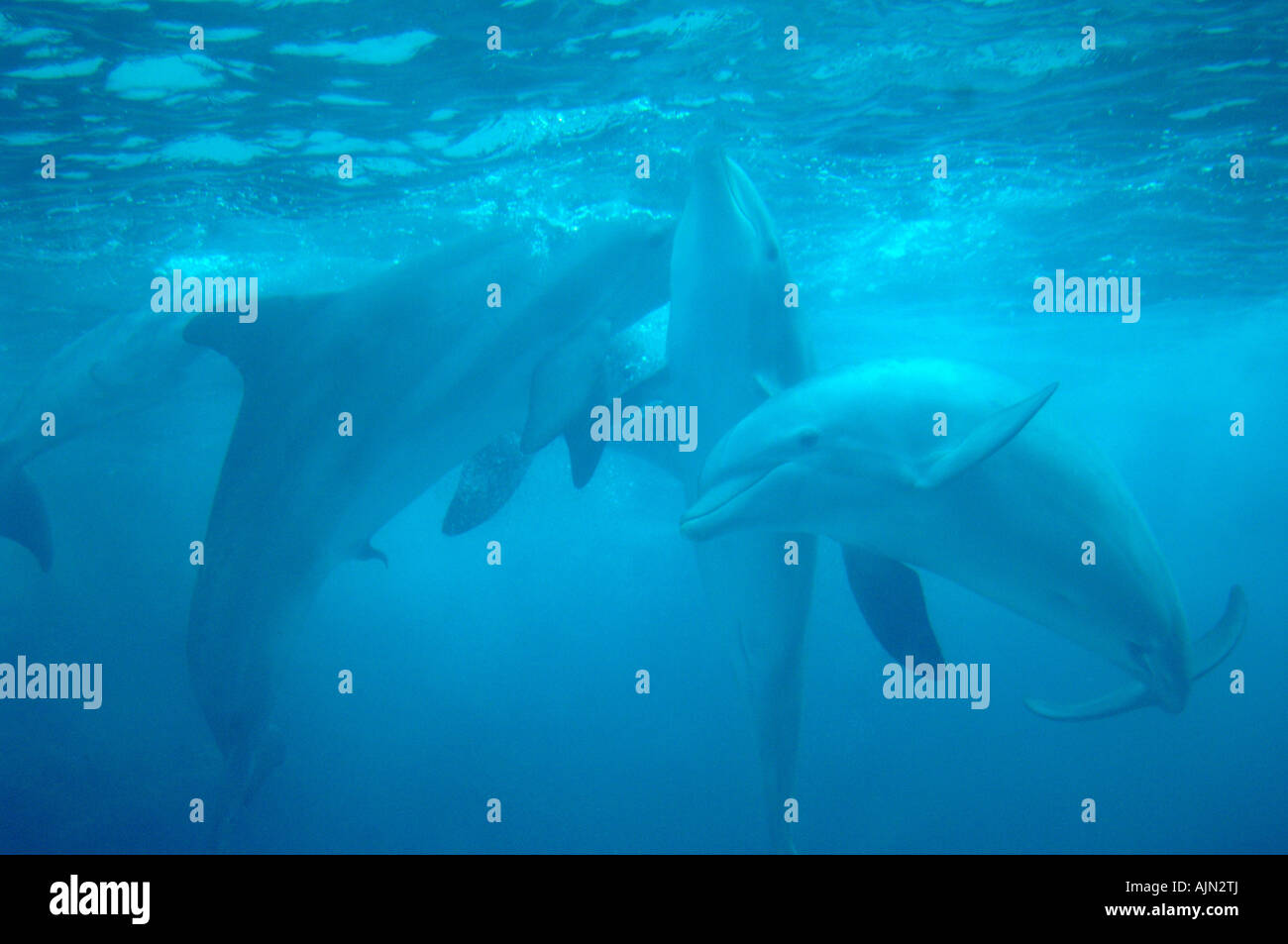 dolphins swimming in tourquoise coloured water at seaworld orlando