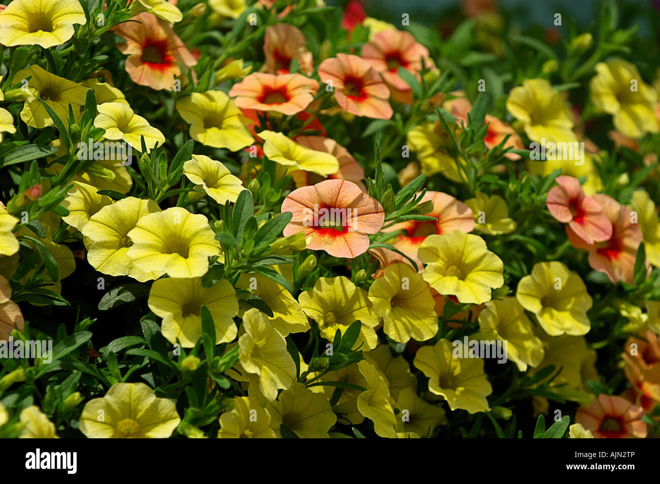 Mini petunias hi-res stock photography and images - Alamy