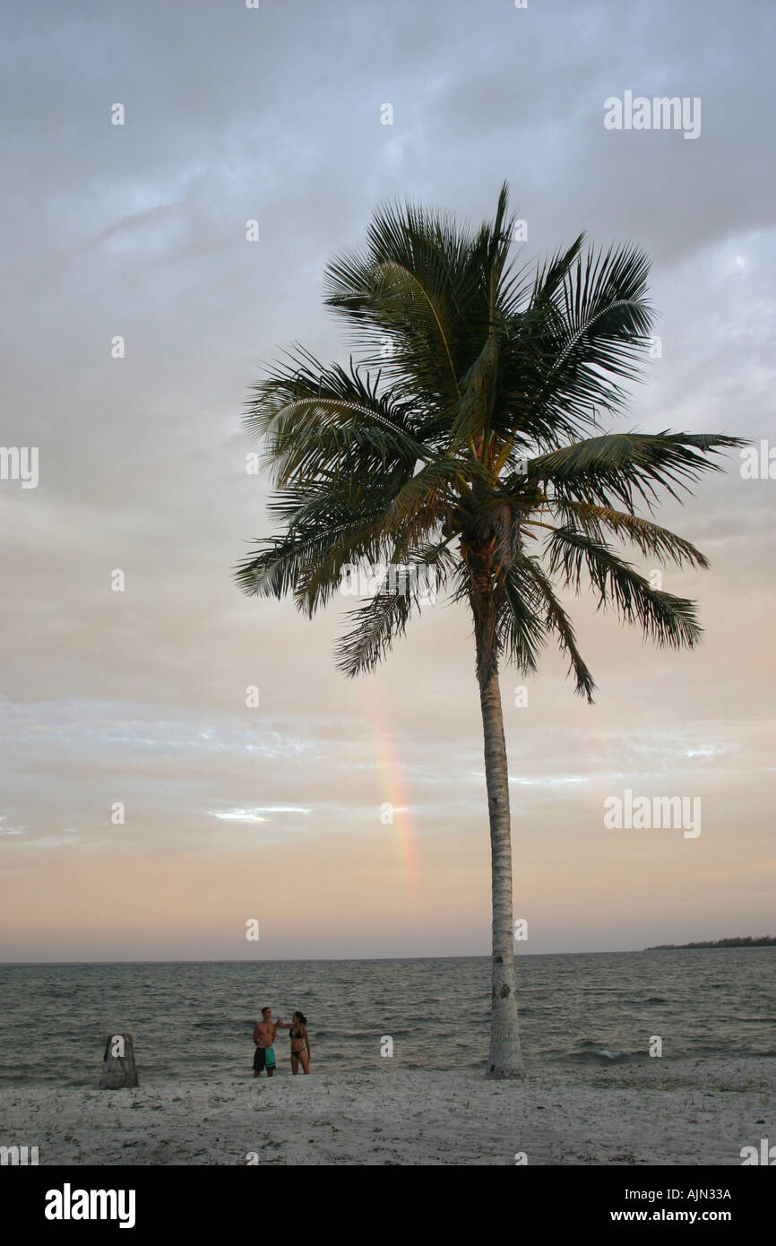 Palmtree in Playa Larga Zapata peninsula Cuba Stock Photo