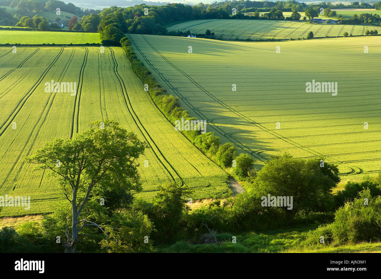 rolling farmland near Fovant Wiltshire Downs England UK NR Stock Photo
