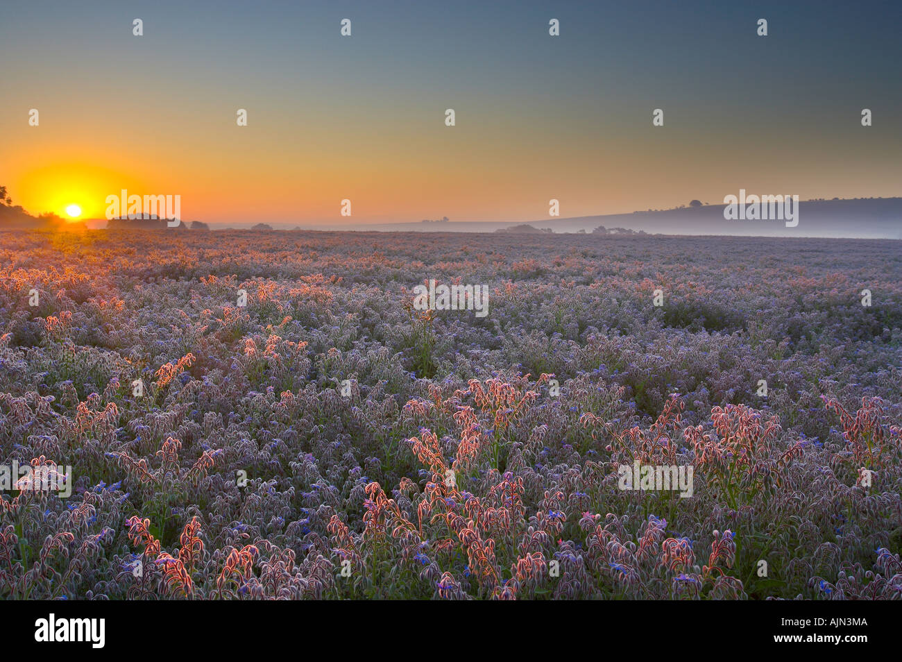 Sunrise over field of flowers hi-res stock photography and images - Alamy