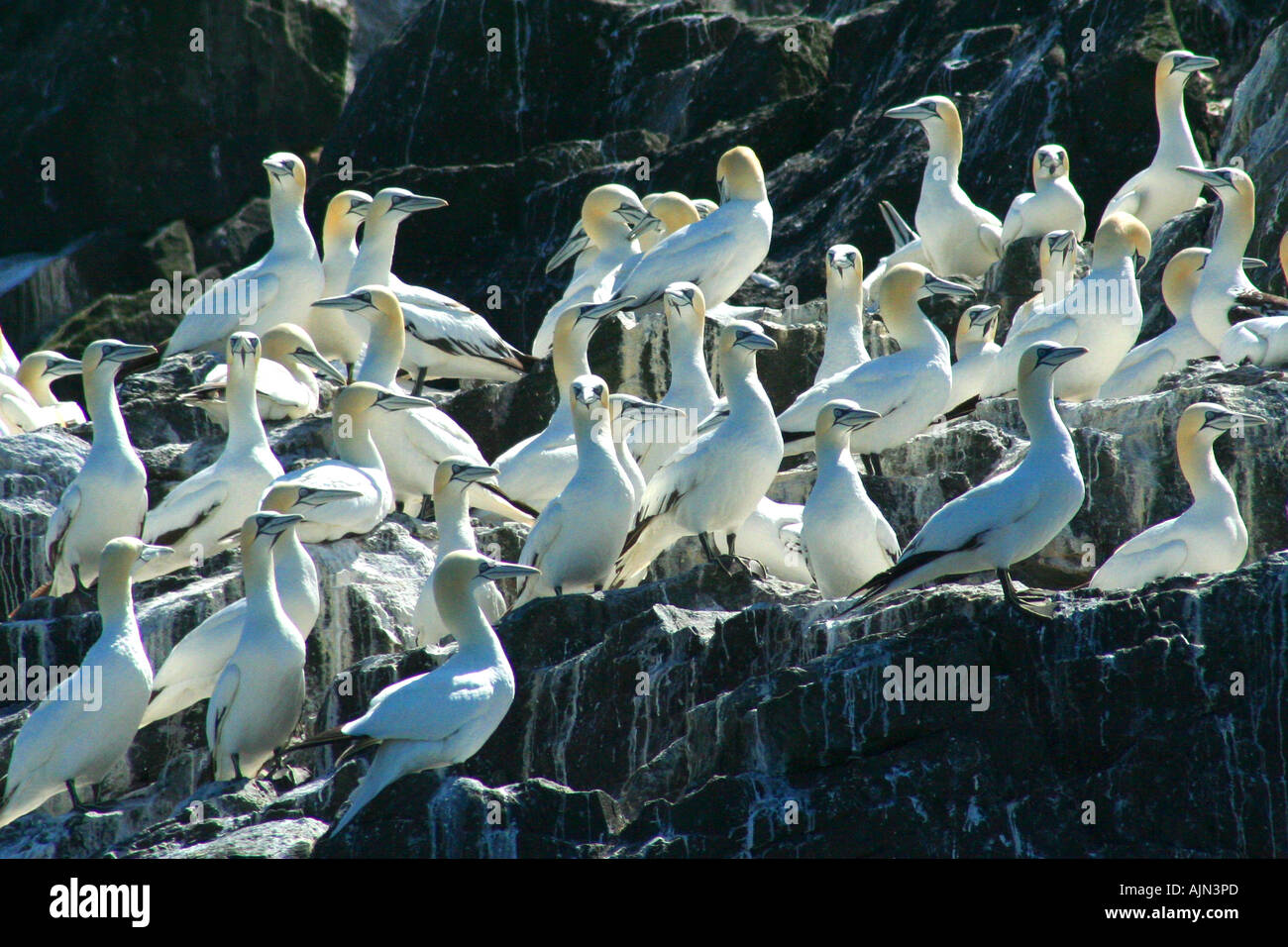 Gannets nesting on Grassholm Stock Photo