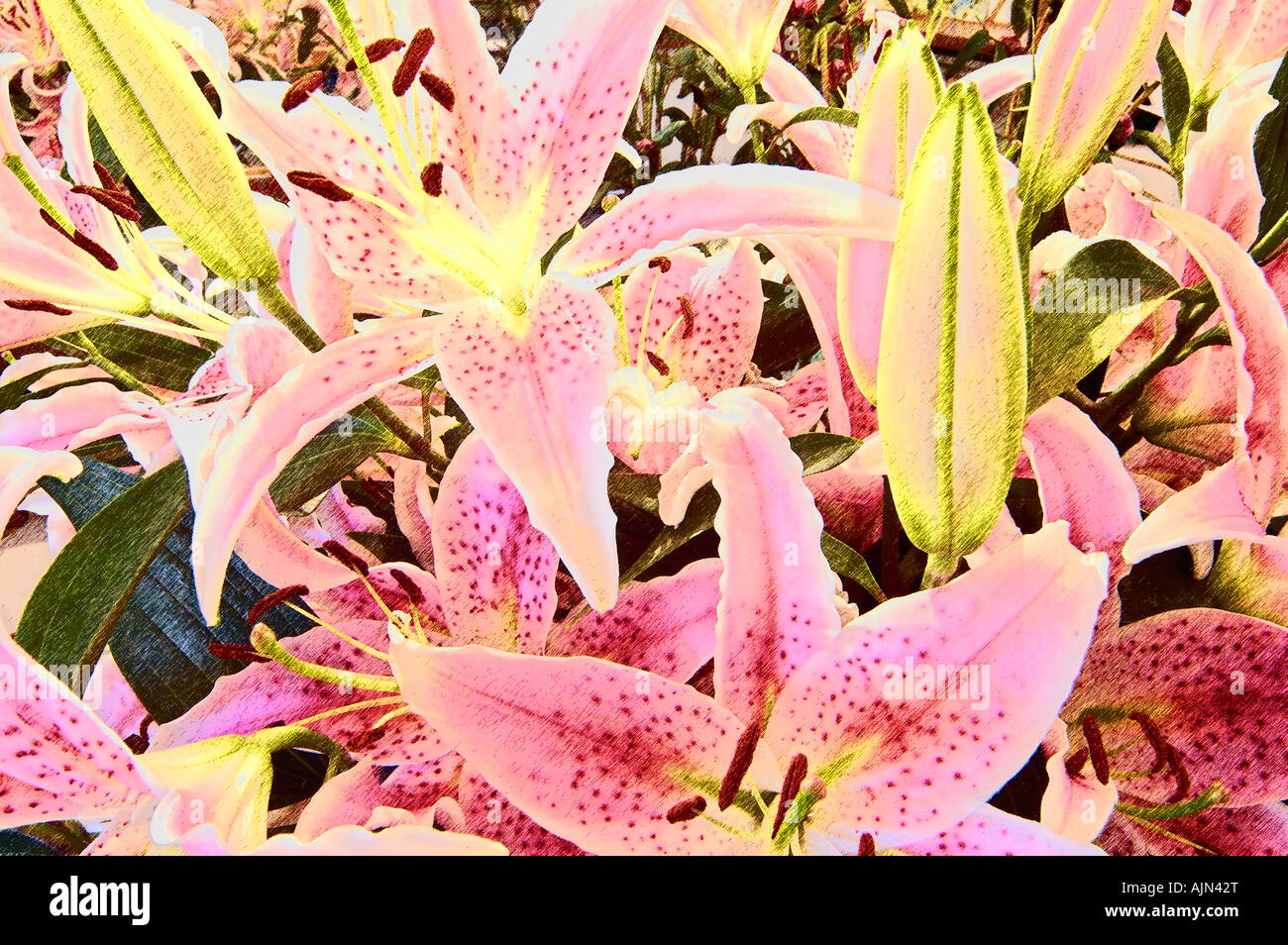 Lillies hi-res stock photography and images - Alamy