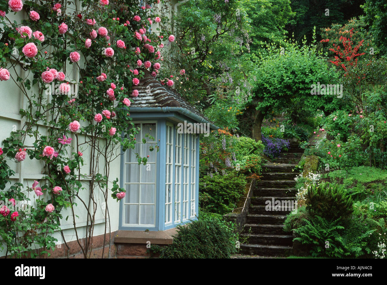 Rosa Constance Spry Shrub Rose grown as a climber at Greencombe Porlock  Somerset Owner Joan Loraine Stock Photo - Alamy