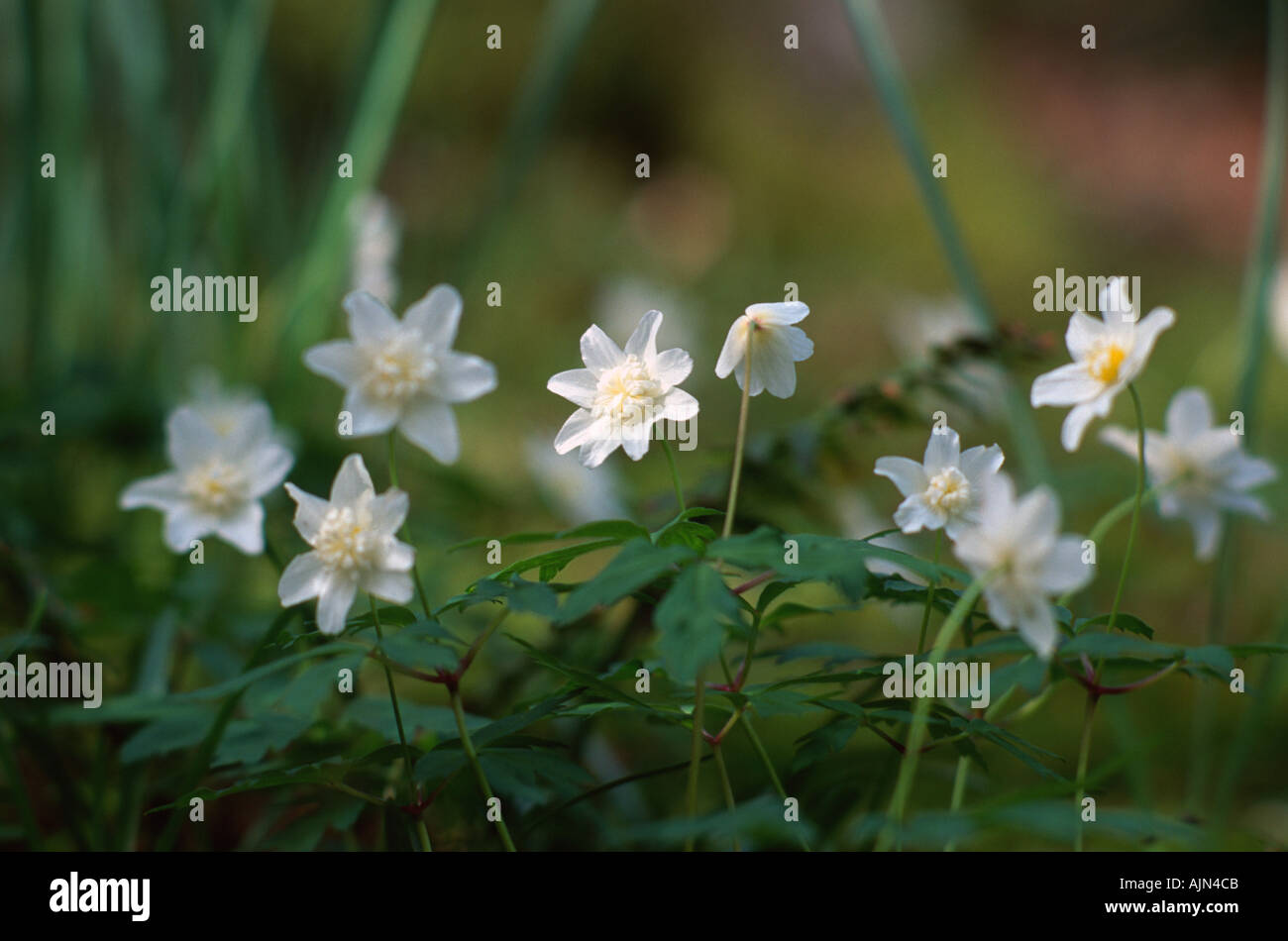 Anemone Nemorosa Vestal Wood anemone Stock Photo Alamy