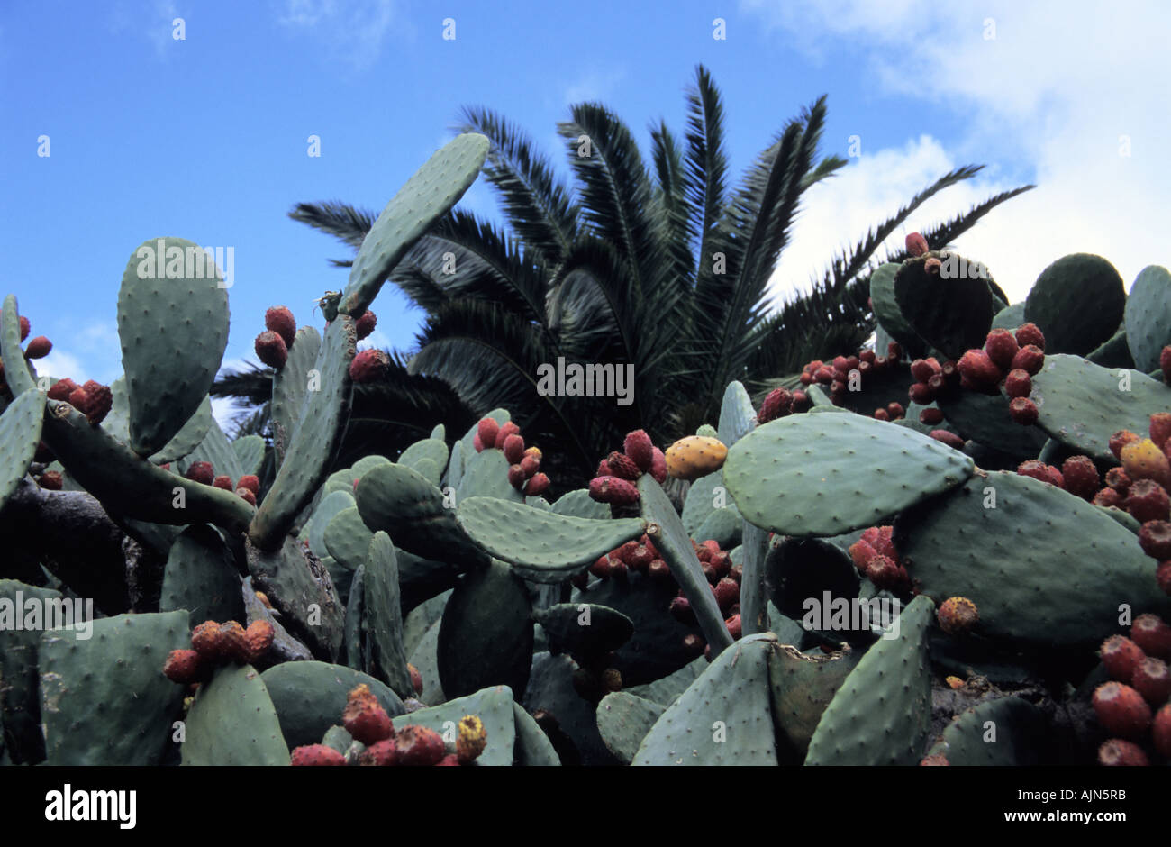 Prickly Pears Opuntia dillenii Tenerife Canary Islands Spain Stock Photo