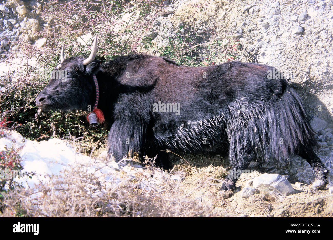Yak Bos mufus f. grunniens in Manang surroundings Annapurna Conservation Area Nepal Stock Photo
