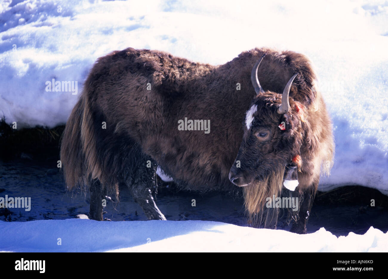 Yak Bos mufus f. grunniens in Manang surroundings Annapurna Conservation Area Nepal Stock Photo