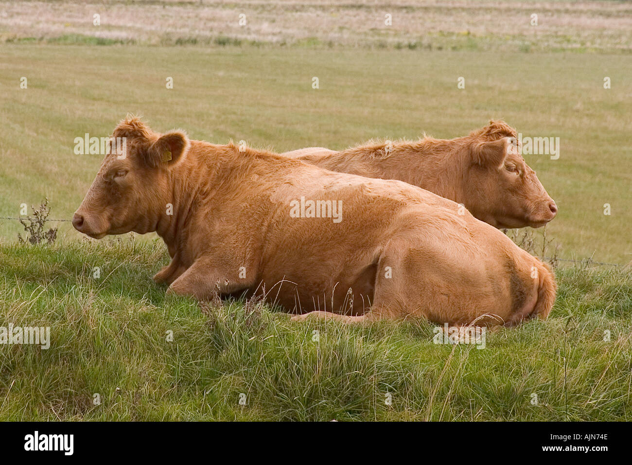 Two brown cows lying down in field Stock Photo Alamy