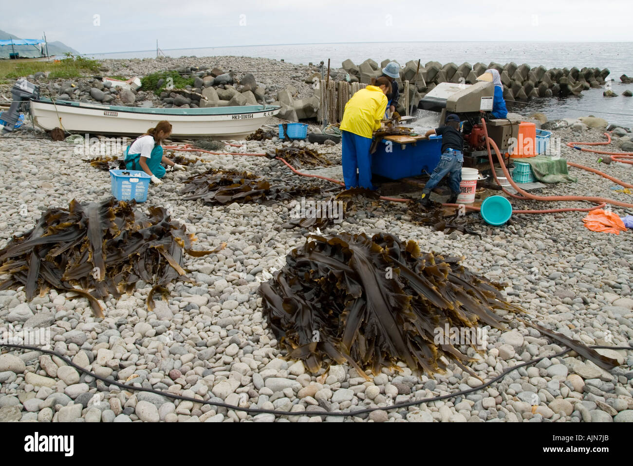 Family on beach using machine to wash fresh seaweed near Rausu Hokkaido Japan Stock Photo
