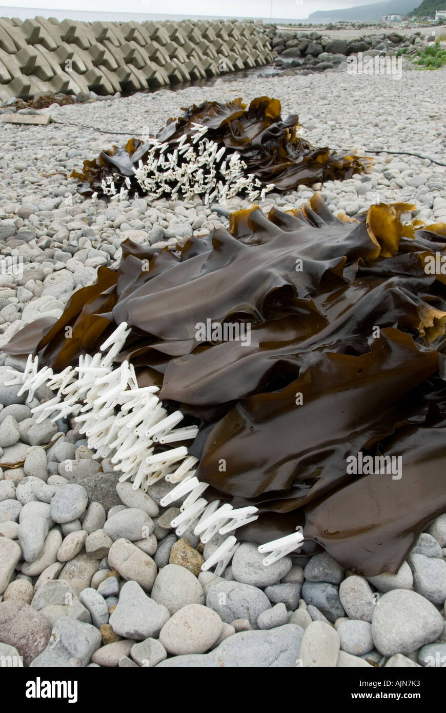 Seaweed processing hires stock photography and images Alamy