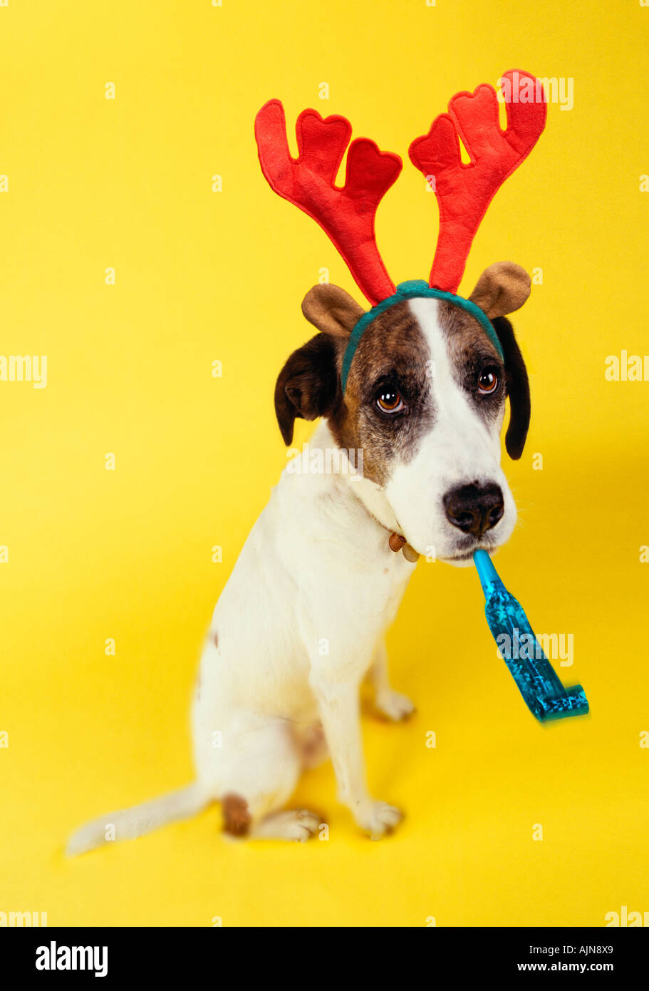 dog reindeer hat