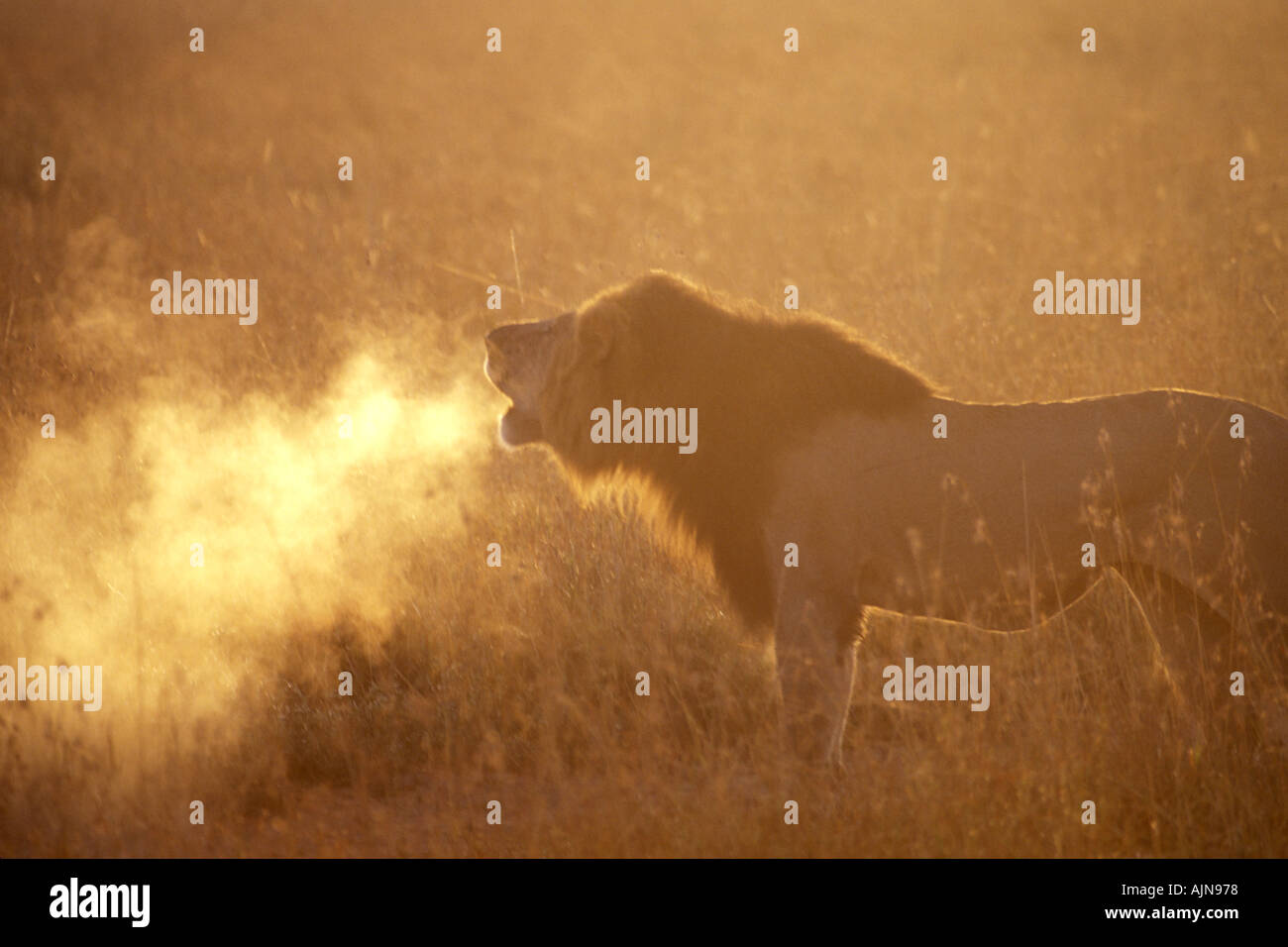 Male Lion Roaring in Cold Morning Masai Mara Kenya Stock Photo