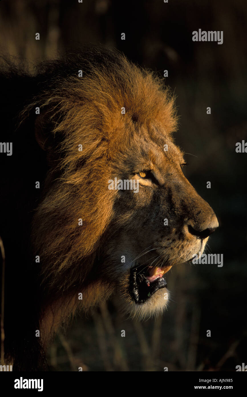 Closeup of Male Lion Panthera leo Masai Mara Kenya Stock Photo