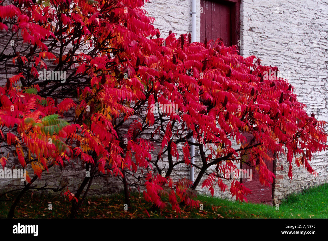 Stag's horn Sumach (Rhus typhina). Autumn foliage of trees growing by a barn. Powys, Wales, UK. Stock Photo