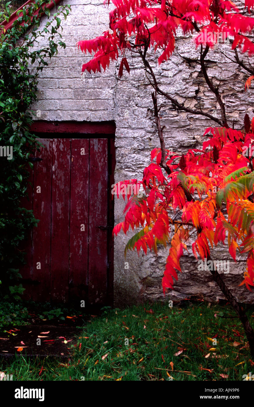 Stag's horn Sumach (Rhus typhina) Autumn foliage of a tree growing by a barn door. Powys, Wales, UK. Stock Photo