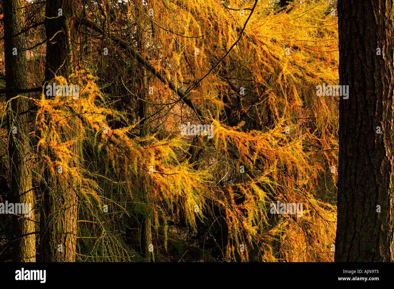 Hybrid or Dunkeld Larches (Larix X eurolepis) Trunks of trees with leaves turning to Autumn colours. Stock Photo