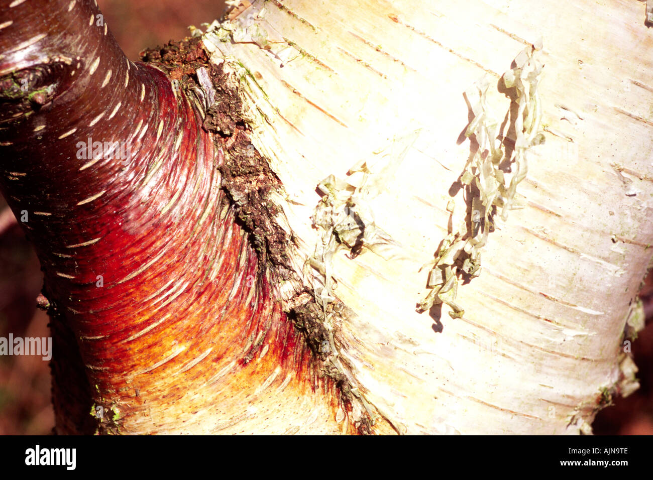 Silver Birch tree (Betula pendula) Trunk of a young tree showing leaf